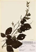 藏品(波葉山螞蝗)的圖片